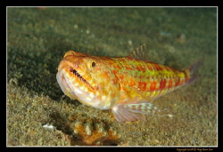 Lizard Fish, D300, Nikkor 60mm AFS Macro, 2x YS-110 strobes by Kay Burn Lim 
